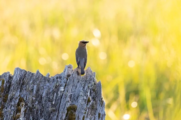 Ceder Waxwing Vogel Vancouver Canada — Stockfoto