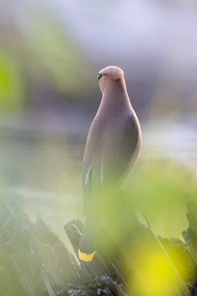 Cedrowy Ptak Woskowy Vancouver Kanada — Zdjęcie stockowe