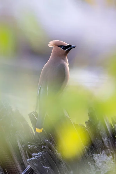 Cedar Waxwing Bird Vancouver Canada — Stock Photo, Image