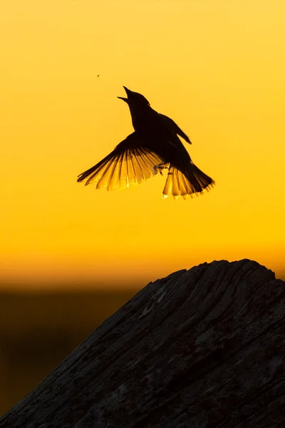 Zedernwachsvogel Bei Vancouver Kanada — Stockfoto