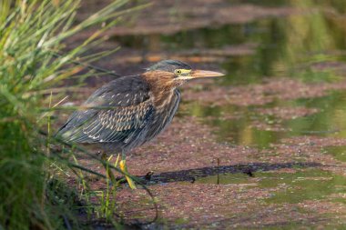 MÖ Richmond Kanada 'da yeşil balıkçıl kuşu., 