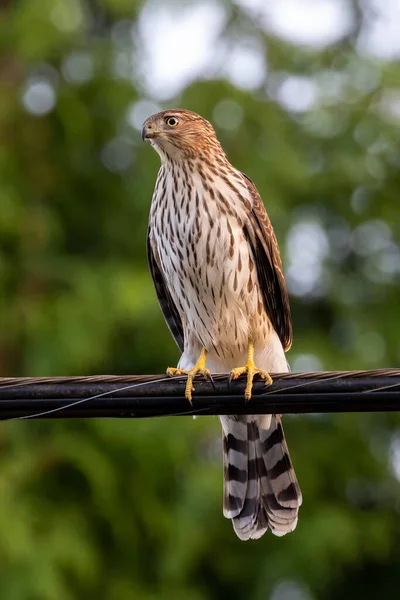 Juvenile Cooper Hawk Bird Vancouver Canada — Stock Photo, Image