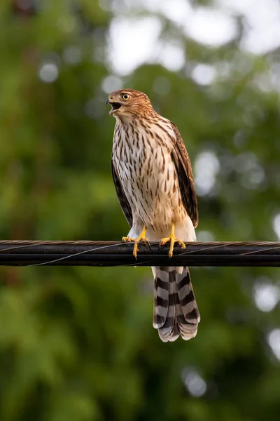 Juvenile Cooper Hawk Bird Vancouver Canada — Stock Photo, Image