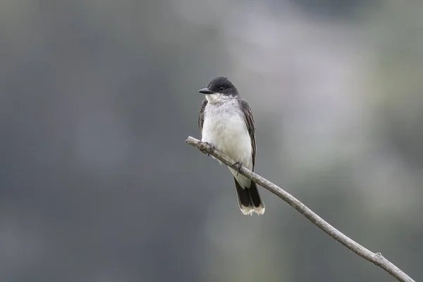 Martin Oiseau Est Port Coquitlam Canada — Photo