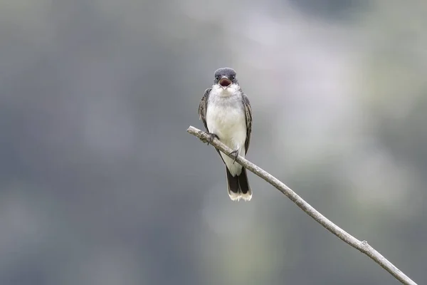 Eastern Kingbird Port Coquitlam Canada — стоковое фото