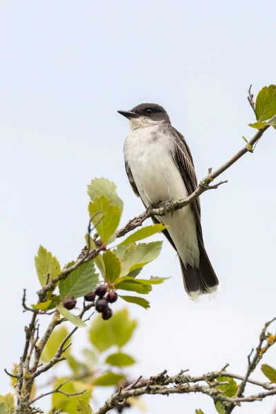 Östlicher Königsvogel Port Coquitlam Kanada — Stockfoto