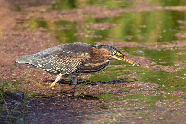 Groene Reiger Vogel Bij Richmond Canada — Stockfoto