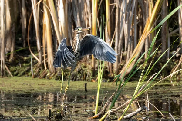 Groene Reiger Vogel Bij Richmond Canada — Stockfoto