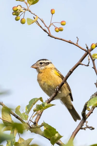 Ave Juvenil Pico Grueso Cabeza Negra Vancouver Canada — Foto de Stock