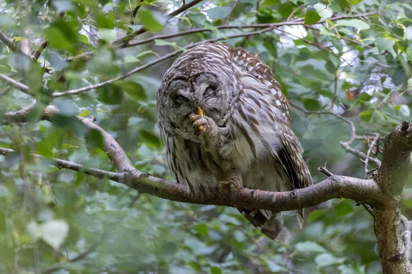 Hibou Rayé Vancouver Canada — Photo