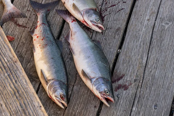 フレイザー川でのピンクサーモン釣りBc Canada 2021 — ストック写真