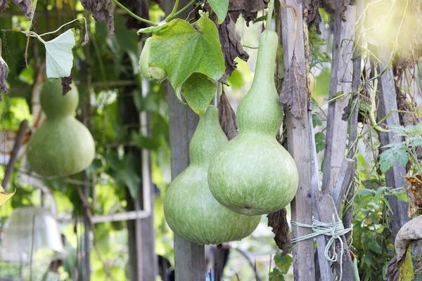 Green Gourd Lagenaria Siceraria Growing Garden — Stock Photo, Image