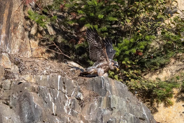 Juvenil Peregrino Falcão Pássaro Abbotsford Pedreira Canadá — Fotografia de Stock