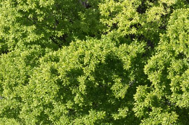 ağaç Üstten Görünüm 