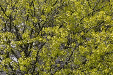akçaağaç ağaç yaprakları