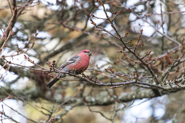 Pine kardinaal — Stockfoto