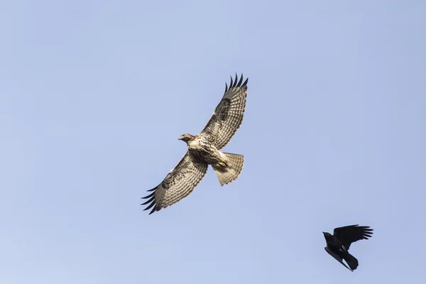 Red - tailed hawk — Stockfoto