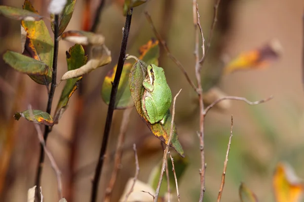 太平洋树蛙treefrog Ειρηνικού — 图库照片