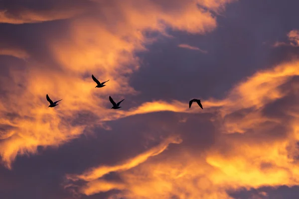 Sabah ışıma ve kuş — Stok fotoğraf
