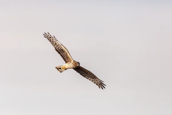 Harrier del norte — Foto de Stock