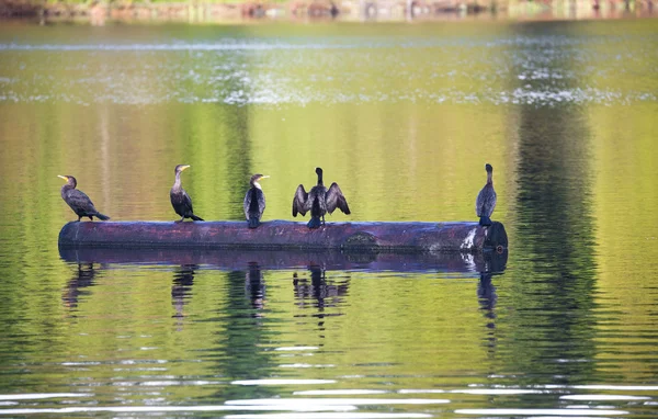 Doppelhaubenkormoran — Stockfoto