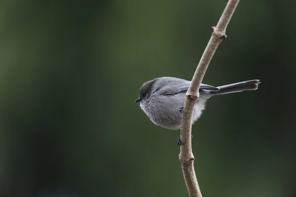 Bushtit — Zdjęcie stockowe