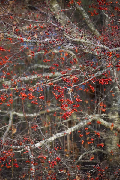 Pommiers rouges — Photo