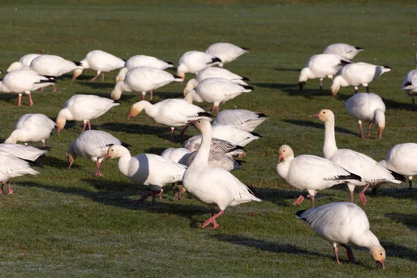 Snow Goose — Stock Photo, Image