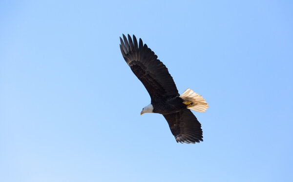  bald eagle