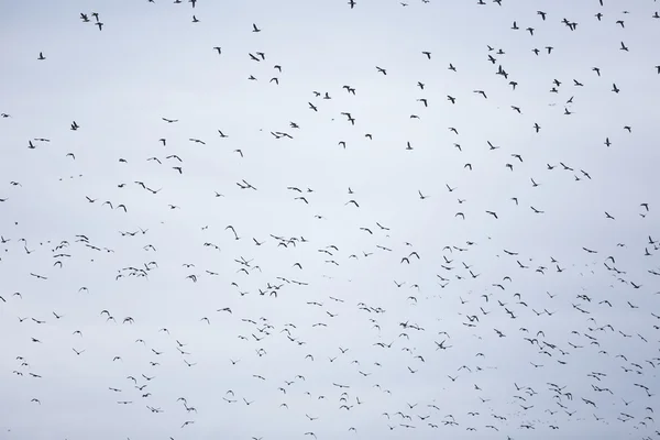 Fondo de aves — Foto de Stock