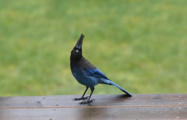 Stellers jay clipart