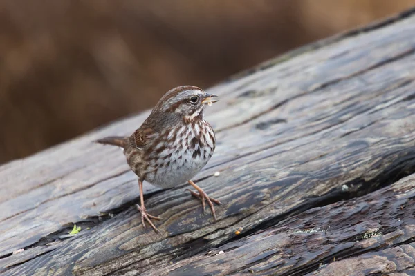 Song sparrow — Φωτογραφία Αρχείου