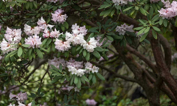 Azalea rosa — Foto Stock