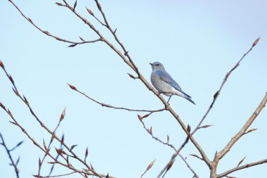 erkek dağ mavi kuş 
