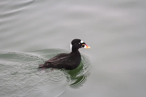 Surfscoter — Stockfoto