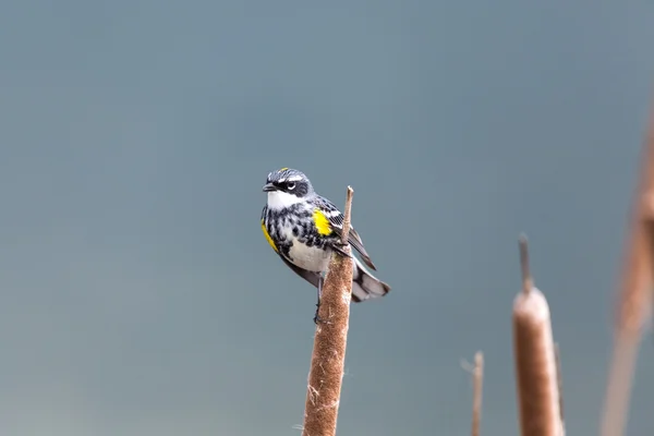 Yellow-rumped Warbler — Stock Photo, Image