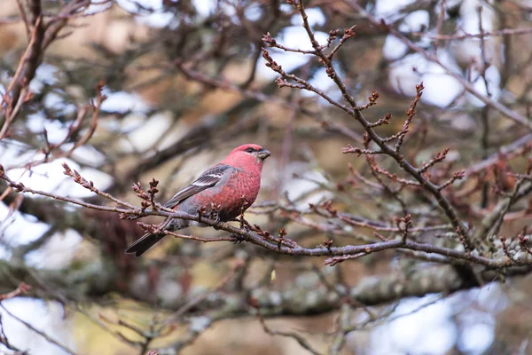 Pinus grosbeak — Stok Foto