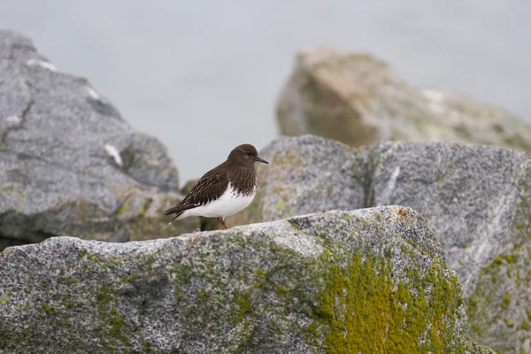 Černý turnstone — Stock fotografie