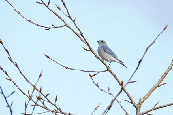 Bluebird macho de montaña —  Fotos de Stock