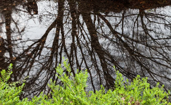 Отражение тени дерева в воде — стоковое фото