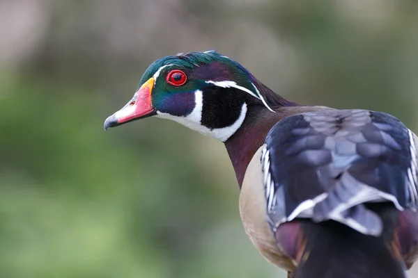 Hout duck — Stockfoto