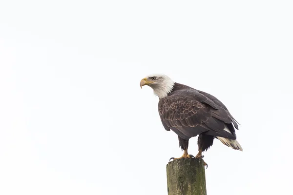 Bald eagle — Stock Photo, Image