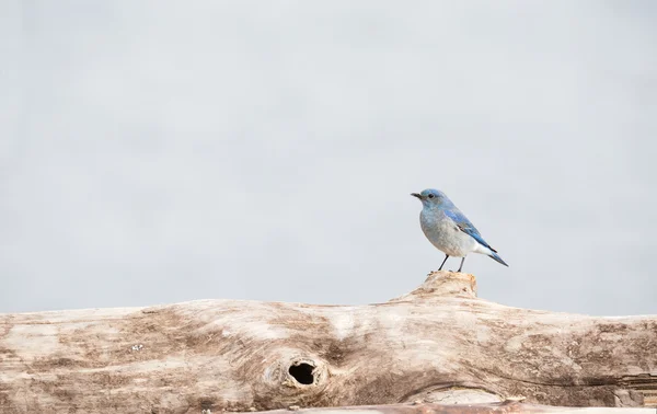 Bluebird macho de montaña Fotos De Stock