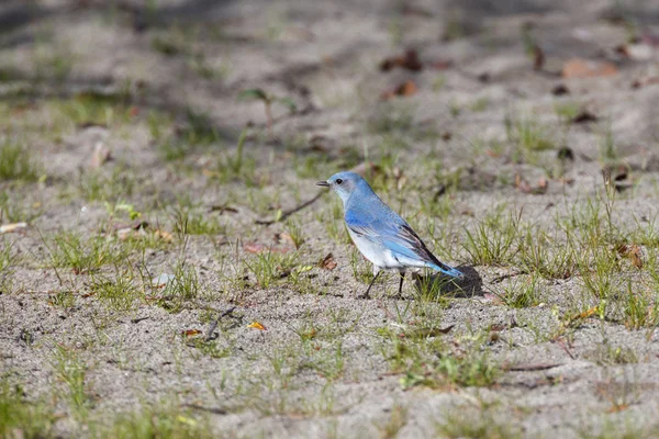 Manliga berg bluebird — Stockfoto