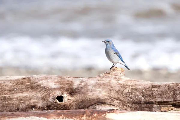 남성 산 파랑 새 — 스톡 사진