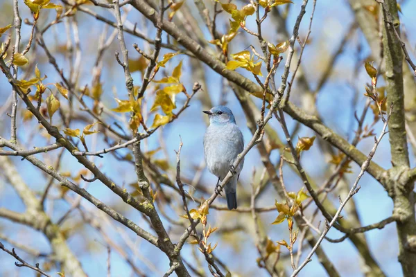 Male Mountain Bluebird — Stock Photo, Image