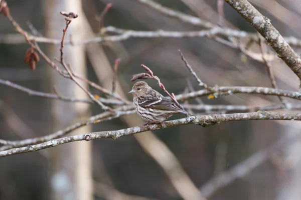 Pine siskin — Stock Photo, Image