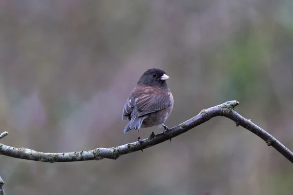 Dunkeläugiger Junco — Stockfoto