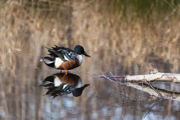 Північна Shoveler — стокове фото