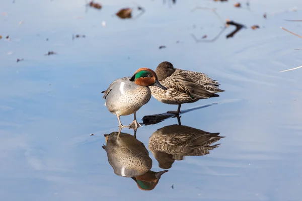 Groen-gevleugelde groenblauw — Stockfoto